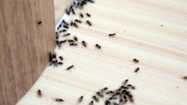 Exterminer toutes les fourmis de votre maison avec 1 ingrédient