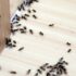 Exterminer toutes les fourmis de votre maison avec 1 ingrédient