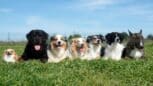 Les 5 races de chiens les plus propres