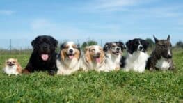 Les 5 races de chiens les plus propres