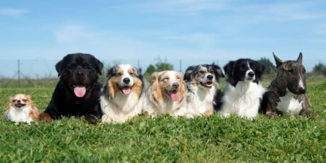 Les 5 races de chiens les plus propres