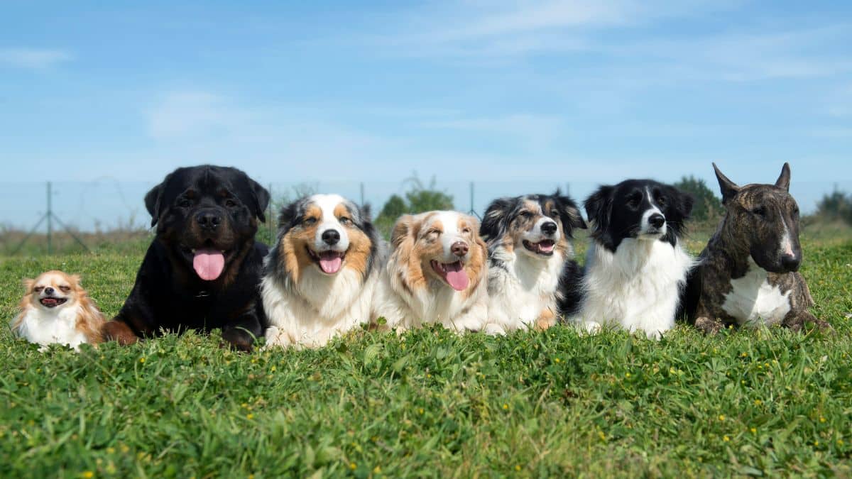 Ces 5 races de chiens sont les plus propres