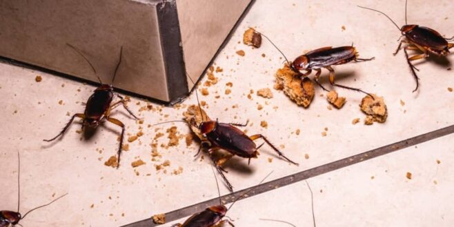 L'origan idéal pour éliminer les cafards, leurs nids et les œufs