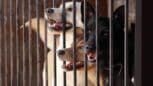 SPA: un refuge dévoile les pires excuses pour abandonner un animal