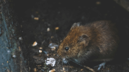 Dites adieu aux rats chez avec ce répulsif inoffensif pour les autres animaux