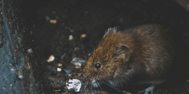 Dites adieu aux rats chez avec ce répulsif inoffensif pour les autres animaux