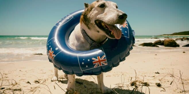 Une amende salée pour les propriétaire de chien qui ne respectent pas cette règle sur la plage