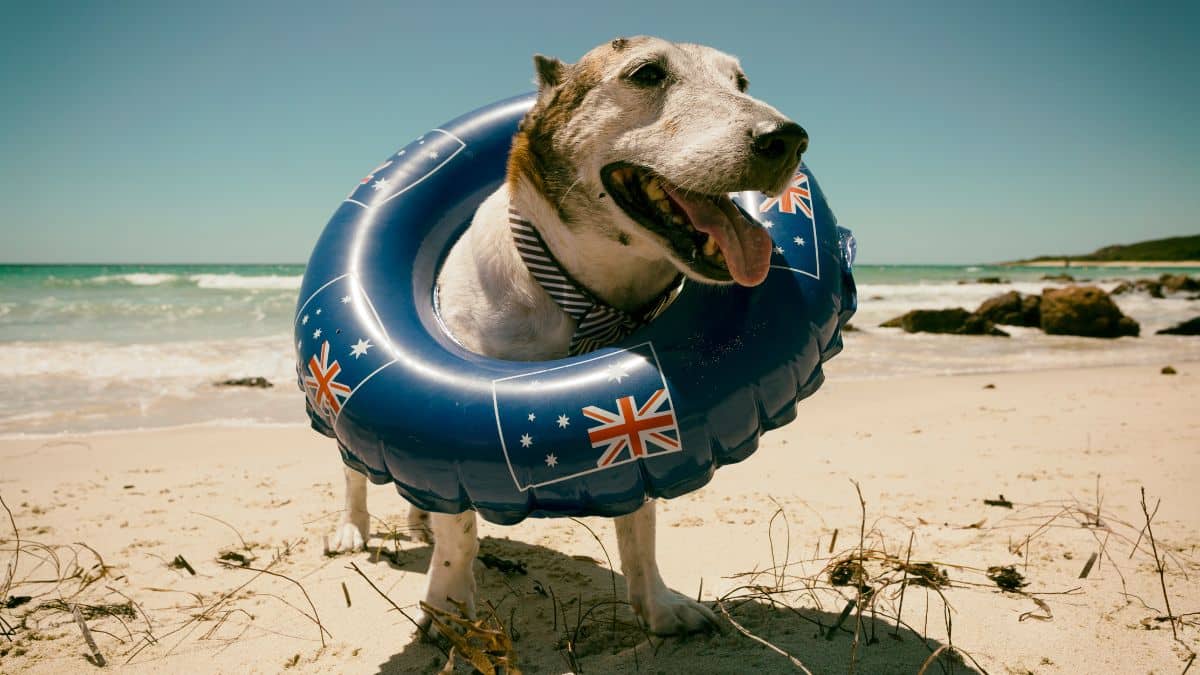 Une amende salée pour les propriétaires de chien qui ne respectent pas cette règle sur la plage