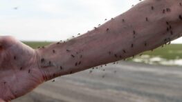 5 cuillères à café de ce produit chassent les moustiques pour toujours