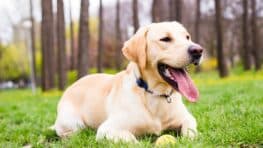 Ces races de chien ont le plus de chance d'avoir un cancer selon cette étude