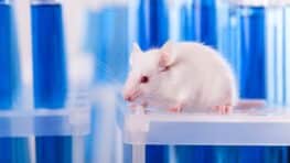 Des chercheurs rendent la peau d'une souris invisible avec ce produit du quotidien