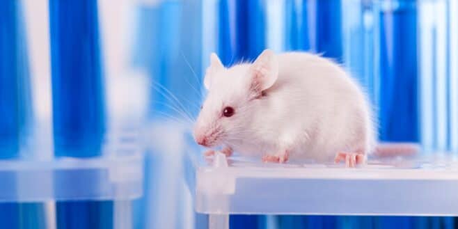 Des chercheurs rendent la peau d'une souris invisible avec ce produit du quotidien