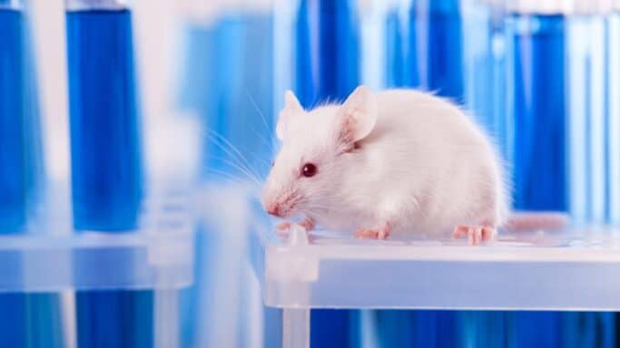 Des chercheurs rendent la peau d'une souris invisible avec ce produit du quotidien