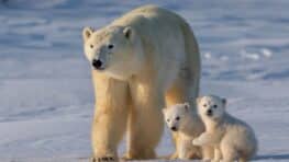 Le premier ours polaire d'Islande aperçu en 8 ans froidement abattu