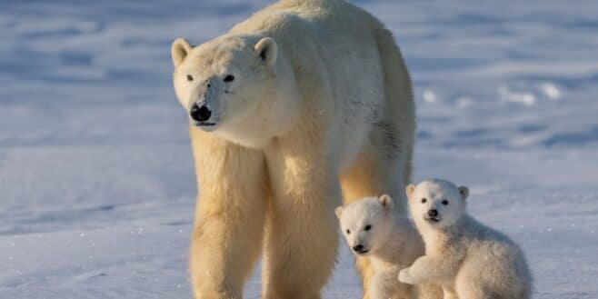 Le premier ours polaire d'Islande aperçu en 8 ans froidement abattu