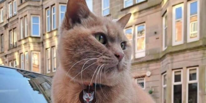 Ce chat est tellement connu qu'il est devenu une attraction touristique