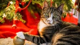 Ces astuces pour empêcher votre chat de détruire votre sapin de Noël