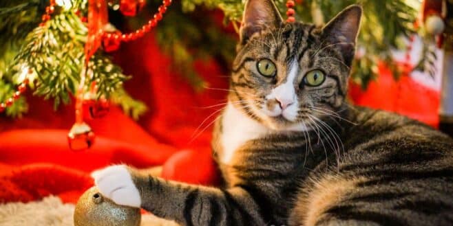 Ces astuces pour empêcher votre chat de détruire votre sapin de Noël