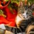 Ces astuces pour empêcher votre chat de détruire votre sapin de Noël