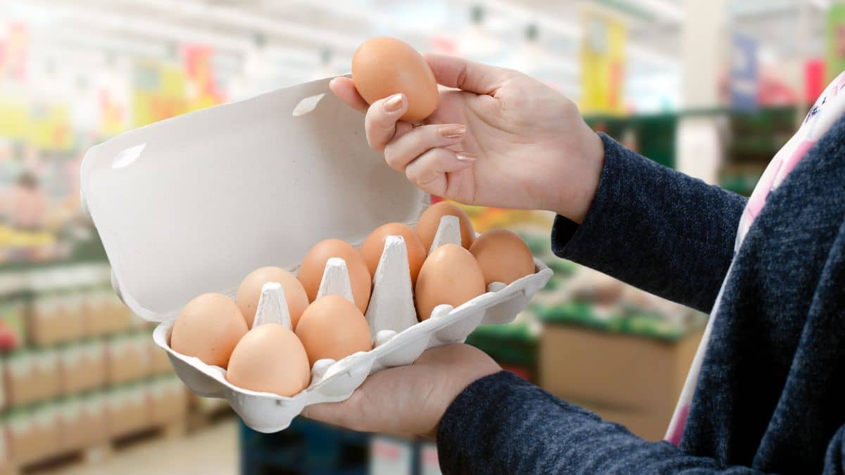 LIDL, Leclerc, Carrefour lancent un rappel urgent sur ces oeufs que beaucoup adorent