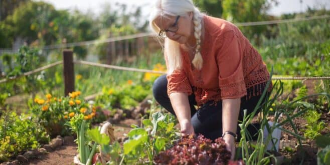 15 000 euros d'amende si vous avez cette plante chez vous