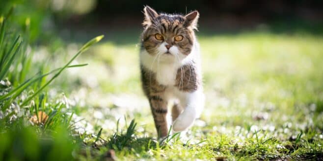 Ce nombre hallucinant de kilomètres qu'un chat peut parcourir pour retrouver sa maison