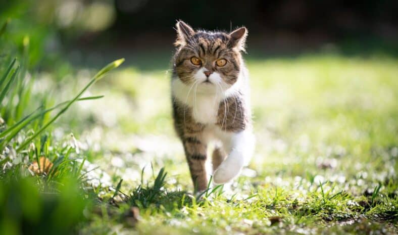 Ce nombre hallucinant de kilomètres qu'un chat peut parcourir pour retrouver sa maison