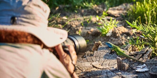 Cet animal disparu depuis 55 ans photographié par hasard