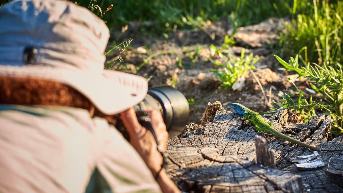 Cet animal disparu depuis 55 ans photographié par hasard