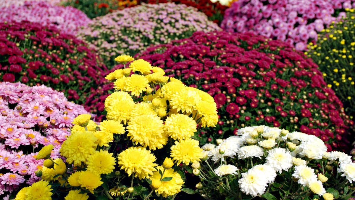 Cette fleur parfumée et colorée à planter en novembre pour le prochain printemps