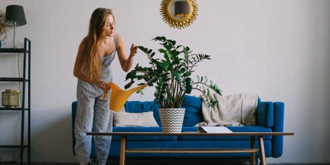 Cette plante à mettre dans votre chambre pour mieux dormir et purifier l'air