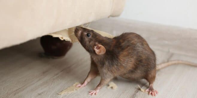 Faire fuir tous les rats et les souris avec quelques cuillères à soupe de ce produit