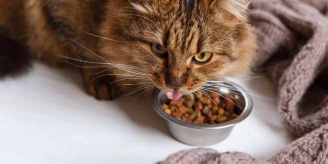 Les meilleurs croquettes pour chat de supermarché selon 60 Millions de consommateurs