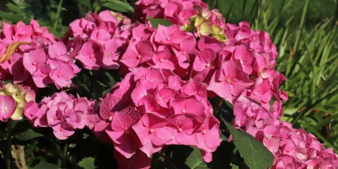 Protéger vos hortensias de l’hiver et du froid en un seul geste