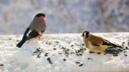 Ce geste ignoré par beaucoup peut sauver de nombreux oiseaux cet hiver