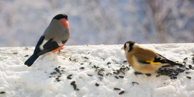 Ce geste ignoré par beaucoup peut sauver de nombreux oiseaux cet hiver