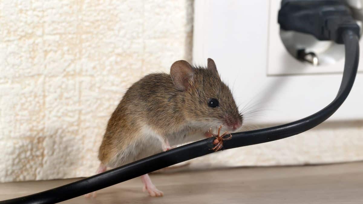 Ces remèdes de grand-mère vous débarrassent des souris à tout jamais