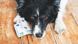 Cette nouvelle taxe sur les chiens peut vous coûter très cher