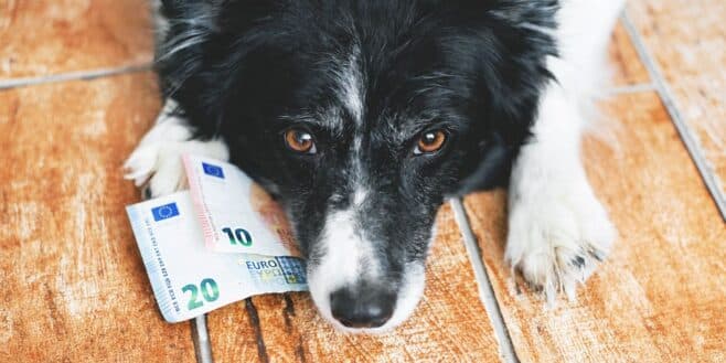 Cette nouvelle taxe sur les chiens peut vous coûter très cher