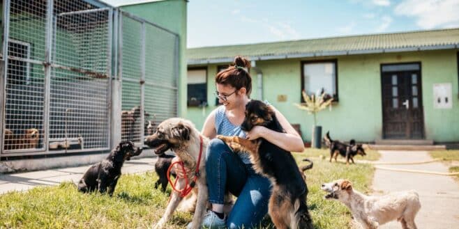 La SPA au bord du gouffre avec des refuges saturés et des animaux blessés