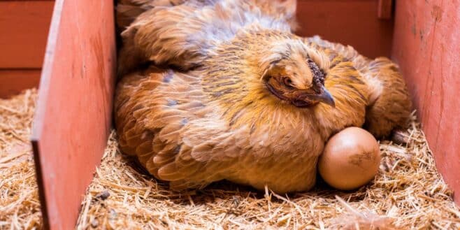 La meilleure astuce pour que vos poules pondent plus de 100 oeufs par jour