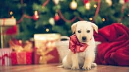 Les bons gestes à avoir pour protéger vos animaux des accidents avec les décorations de Noël