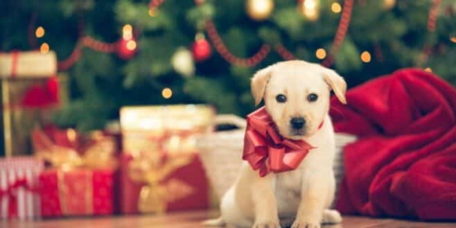 Les bons gestes à avoir pour protéger vos animaux des accidents avec les décorations de Noël