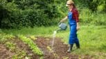 Les jardiniers lancent l'alerte sur cette erreur d'arrosage que beaucoup font en hiver ça tue vos plantes