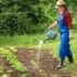 Les jardiniers lancent l'alerte sur cette erreur d'arrosage que beaucoup font en hiver ça tue vos plantes