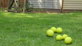 Mettre des balles de tennis dans son jardin en hiver peut sauver la vie de ces animaux