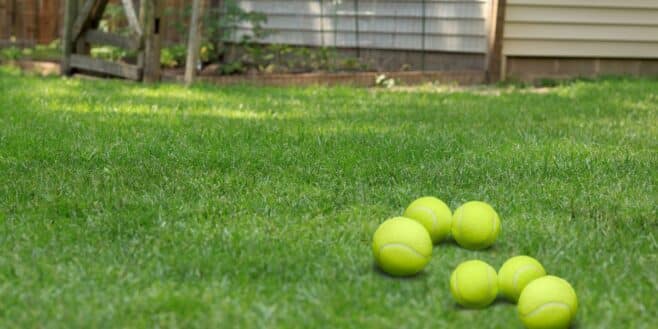 Mettre des balles de tennis dans son jardin en hiver peut sauver la vie de ces animaux