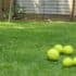 Mettre des balles de tennis dans son jardin en hiver peut sauver la vie de ces animaux