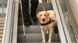 Ne prenez jamais d'escalier roulant avec votre chien à cause de ce terrible danger