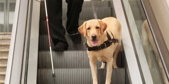 Ne prenez jamais d'escalier roulant avec votre chien à cause de ce terrible danger